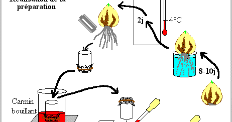 Preparation microscopique - LES SVT AU COLLEGE ET AU LYCEE !